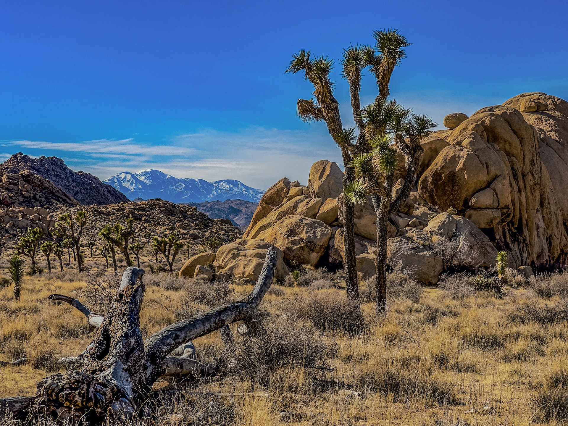 Joshua Tree NP