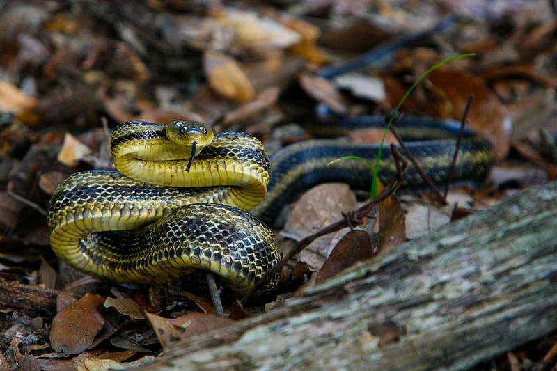 Creighton Island Rat Snake