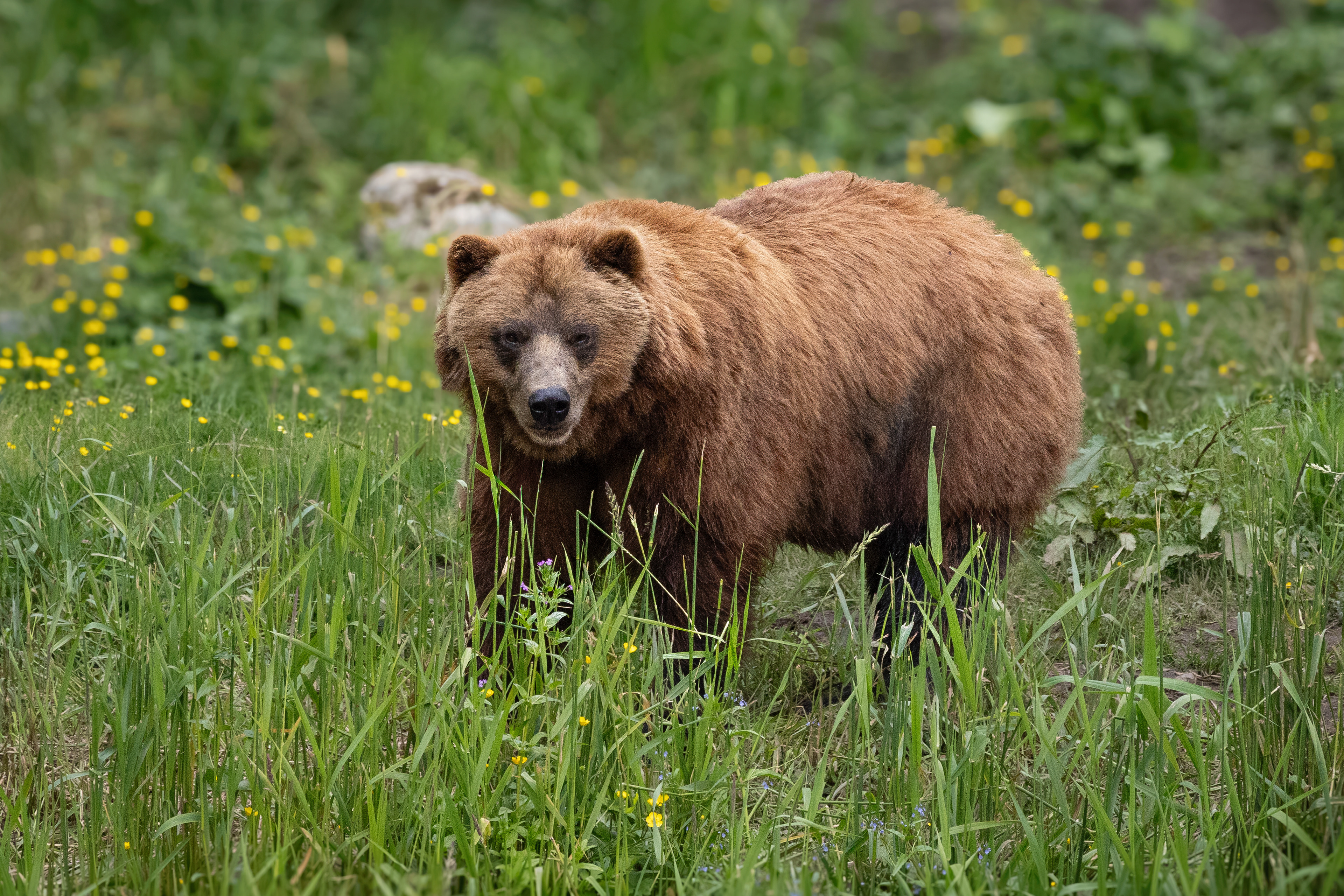 Alaska Grizzly