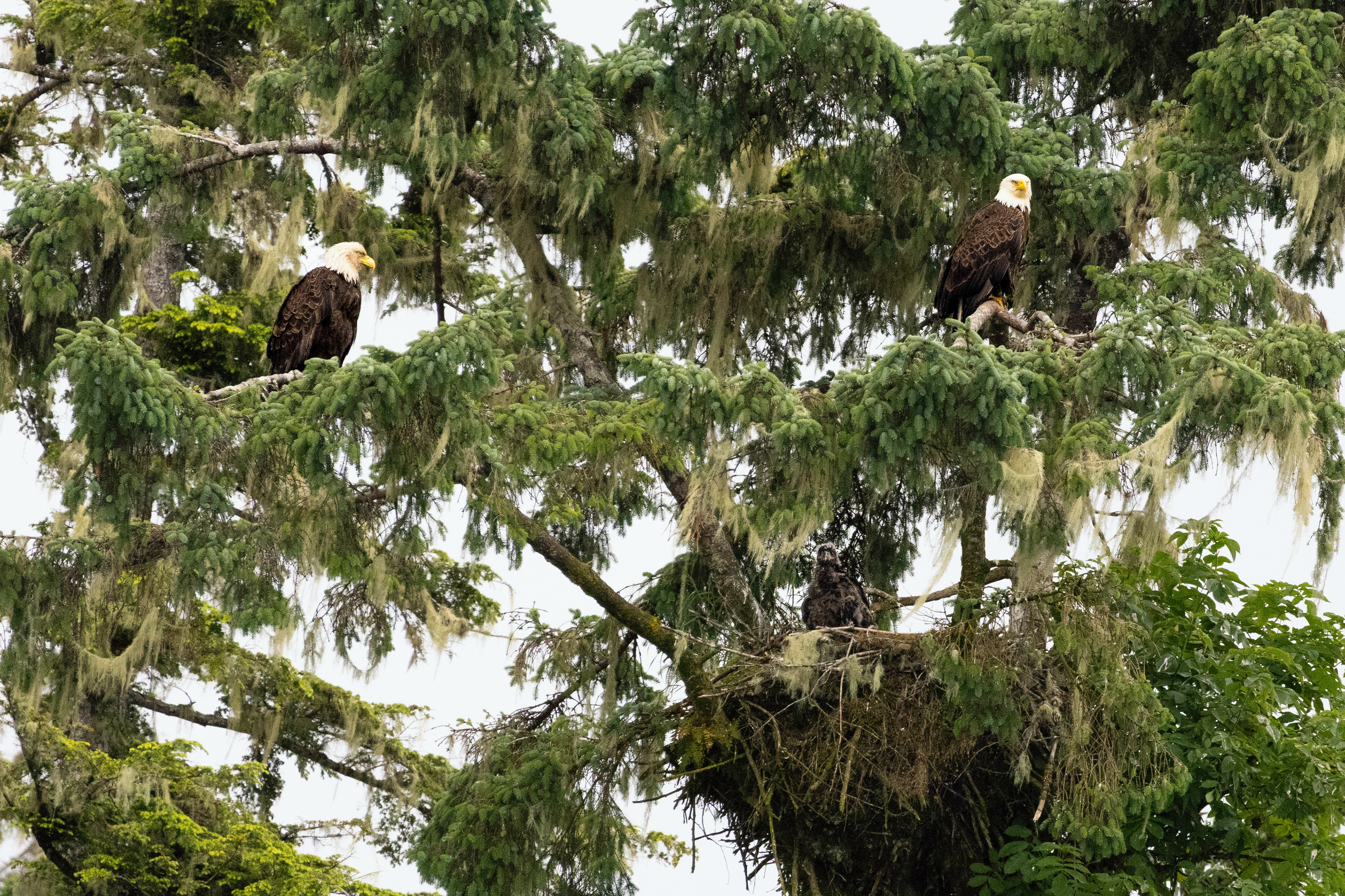 Eagle Family 