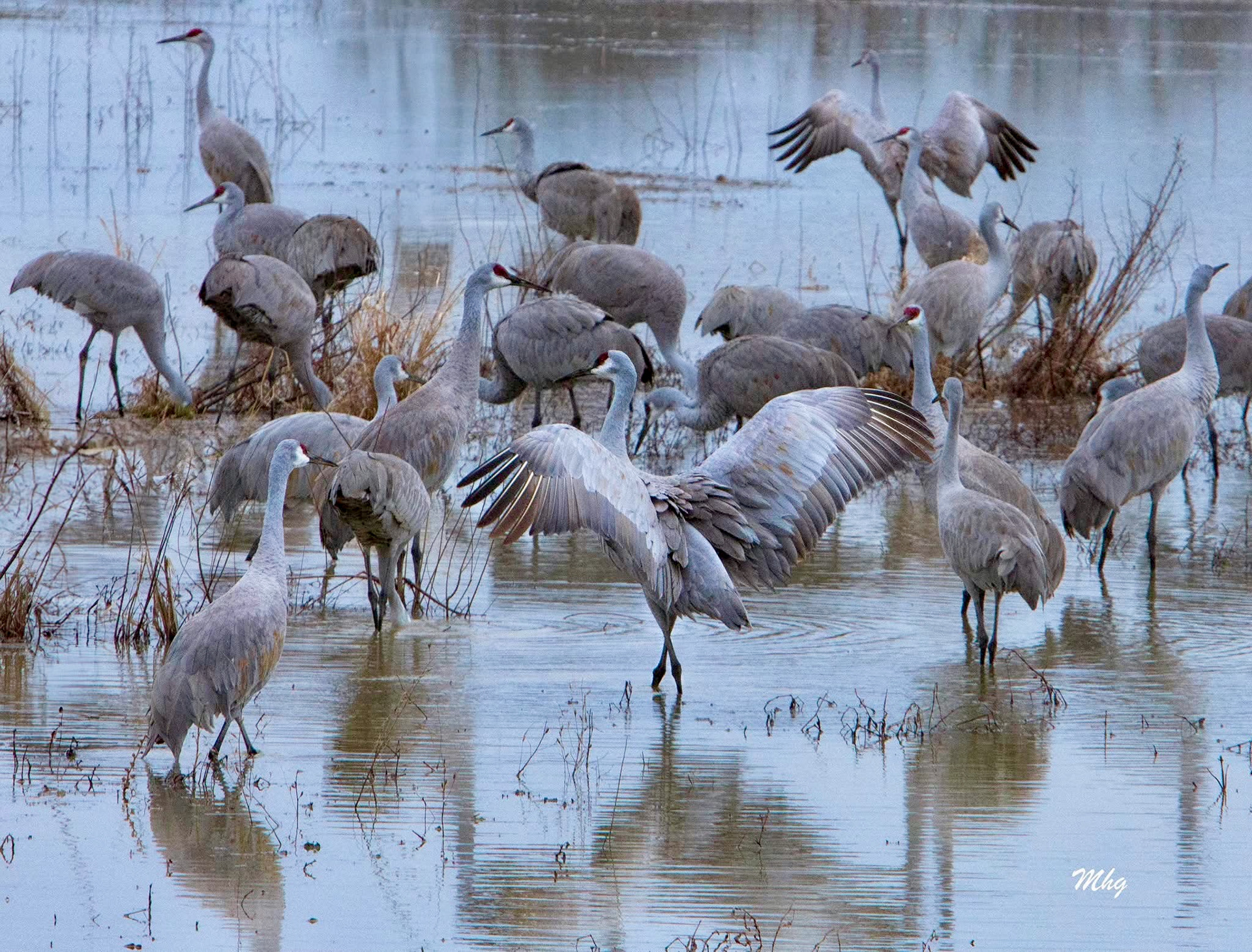 Wheeler Natl Wildlife Refuge, AL