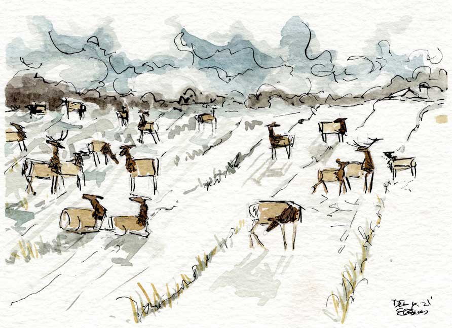 Ft. Riley Elk #1
