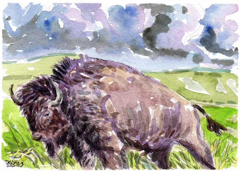Flint Hills Bison, 8"x6"