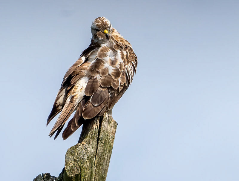 Buizerd