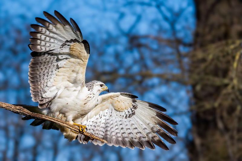 Buizerd