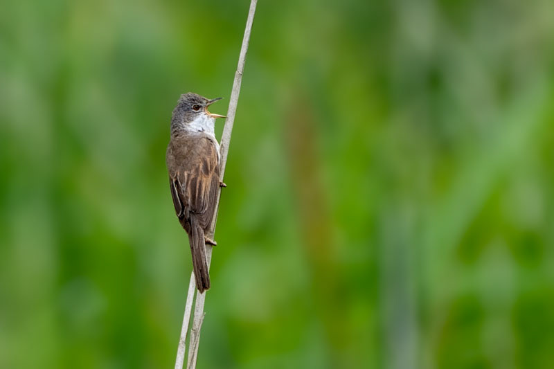 Grasmus