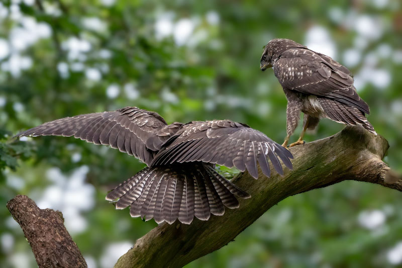 Buizerd