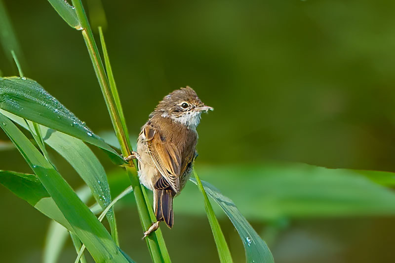 Grasmus
