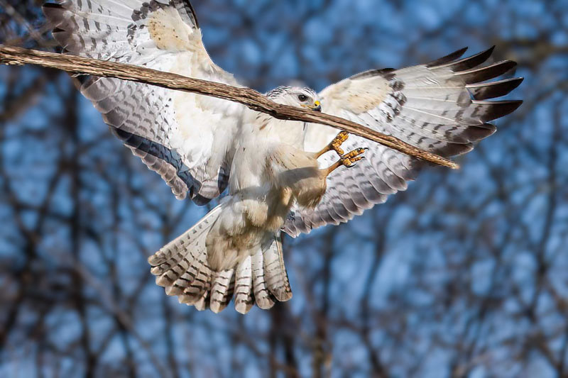 Buizerd