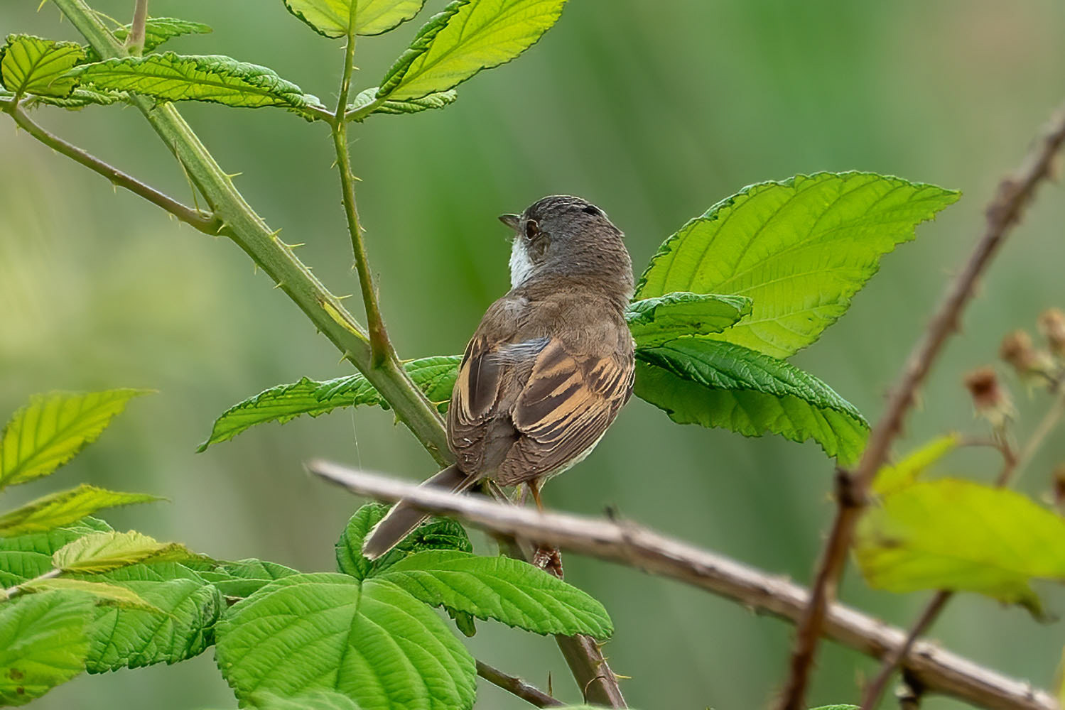 Grasmus