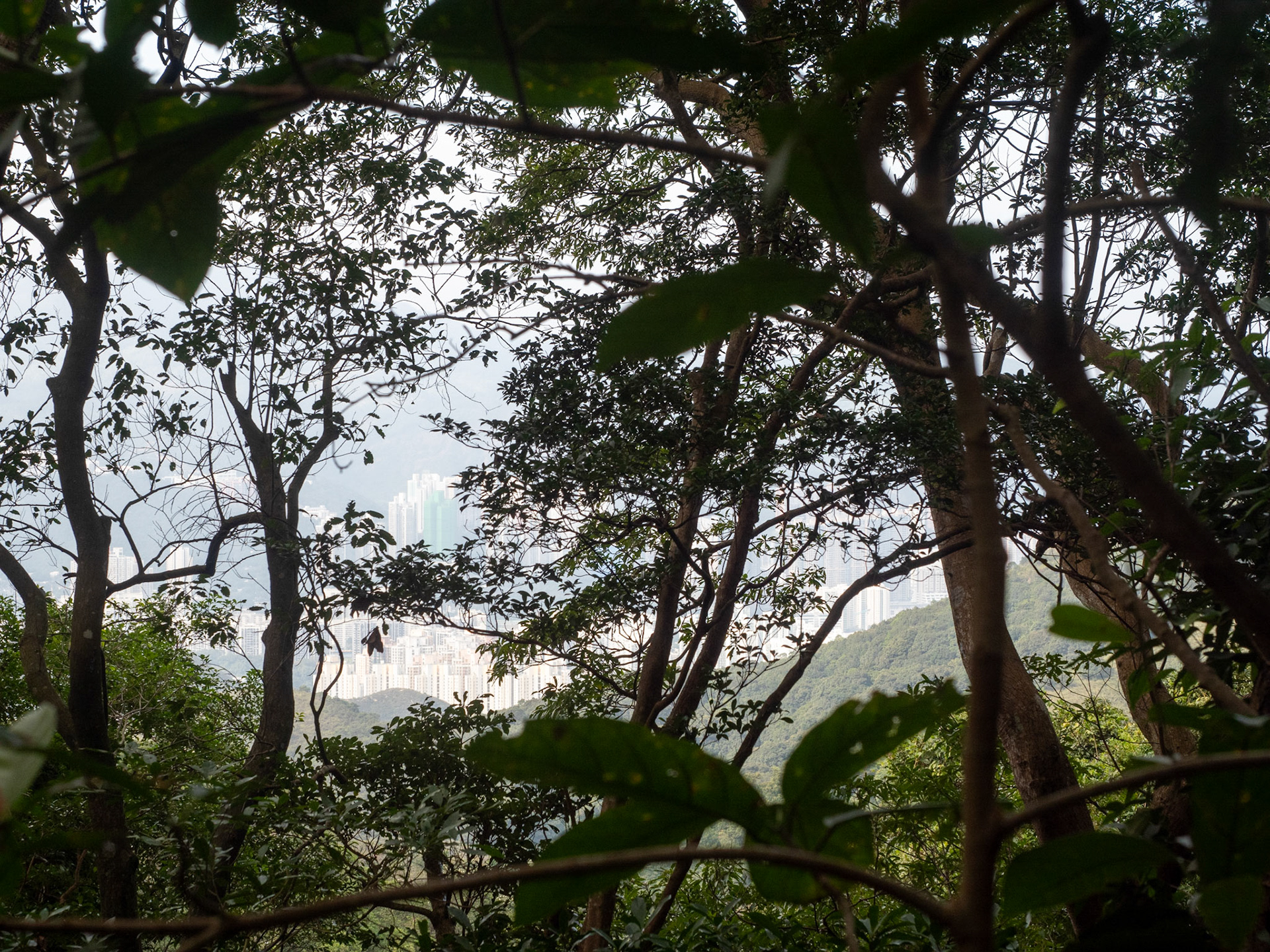maclehose trail