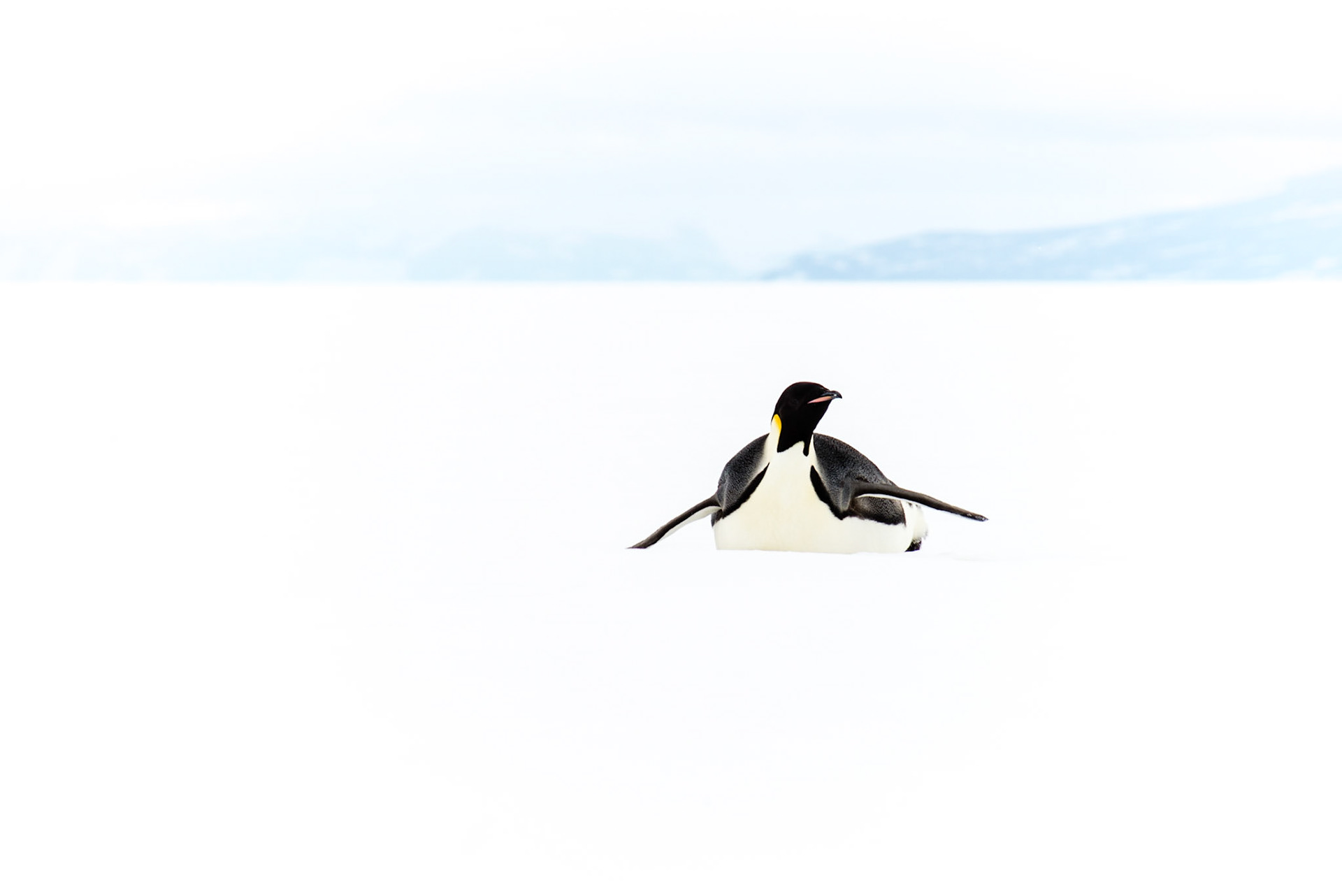Emperor Penguin