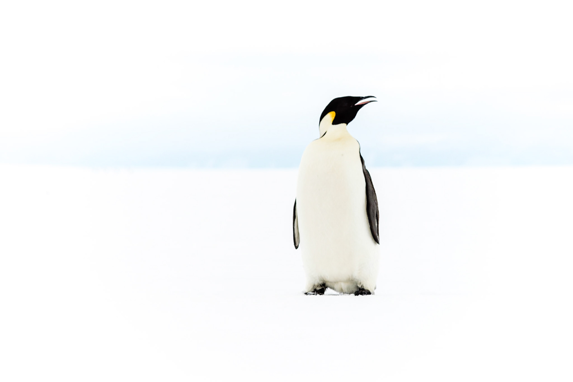Emperor Penguin