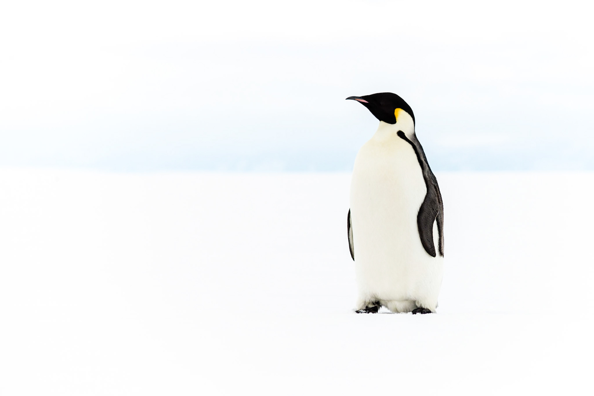 Emperor Penguin