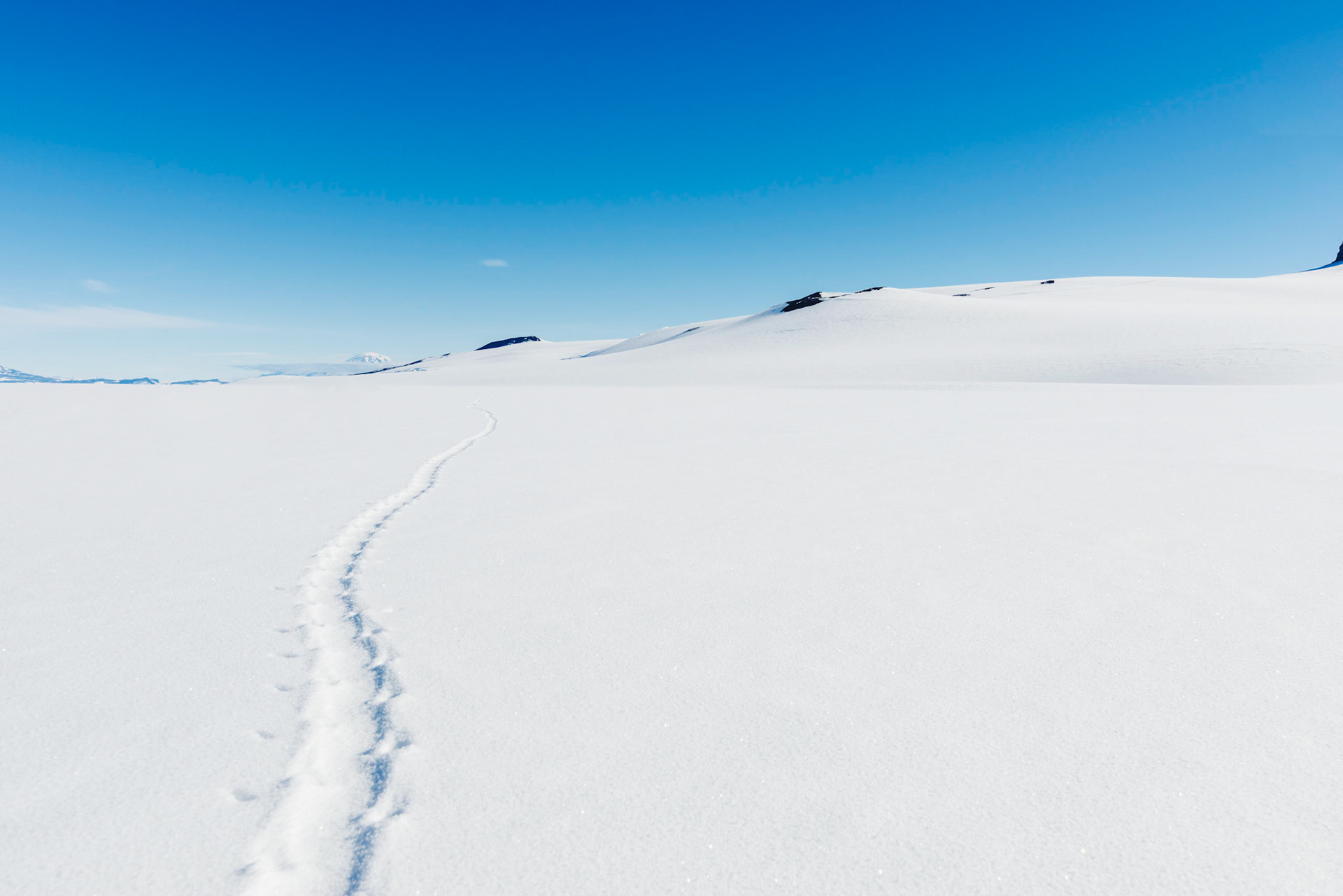 Penguin Tracks 