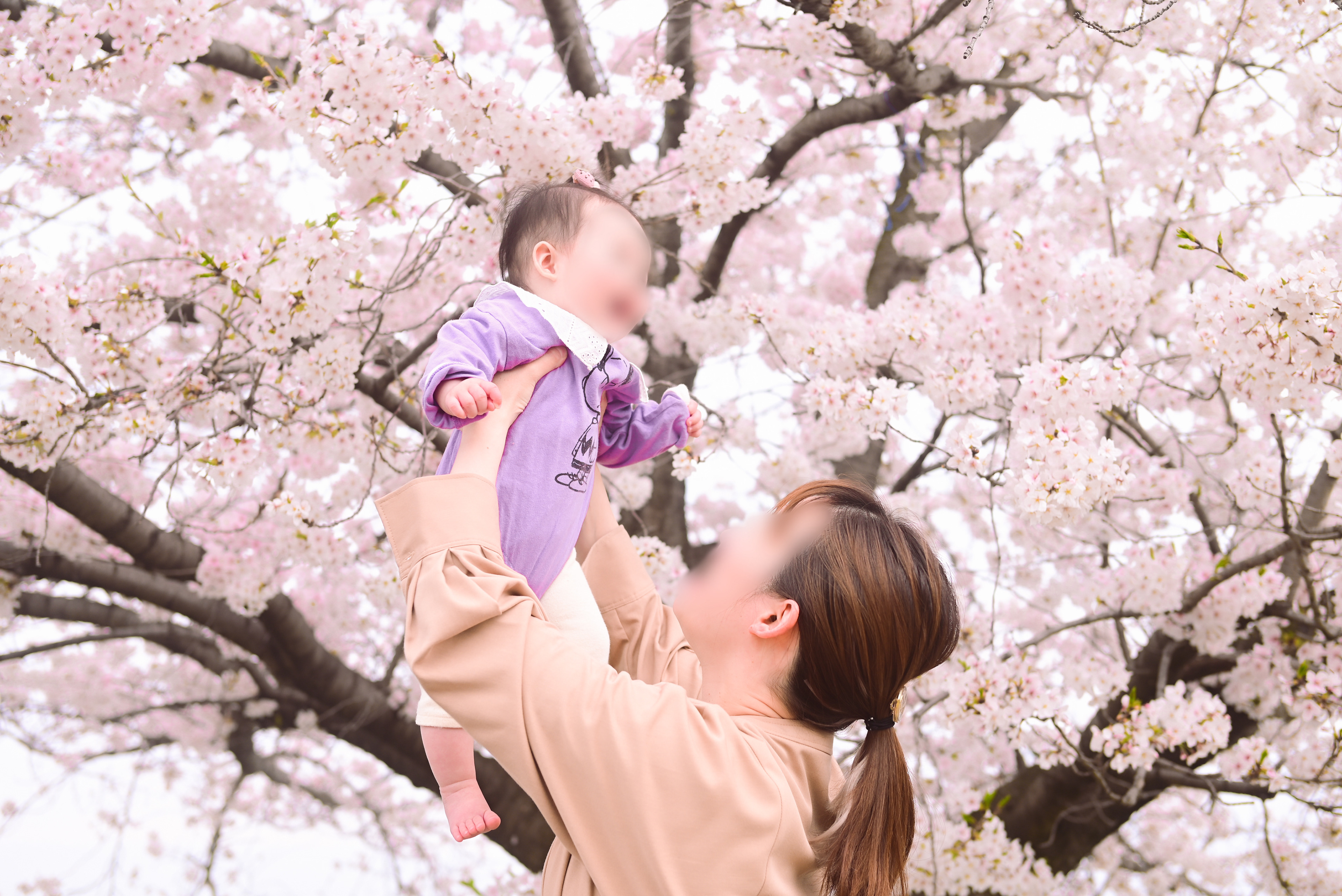 桜ロケ撮影