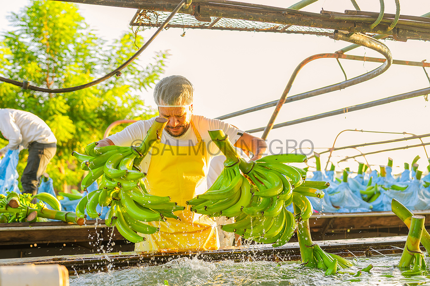 Planta procesadora de plátano