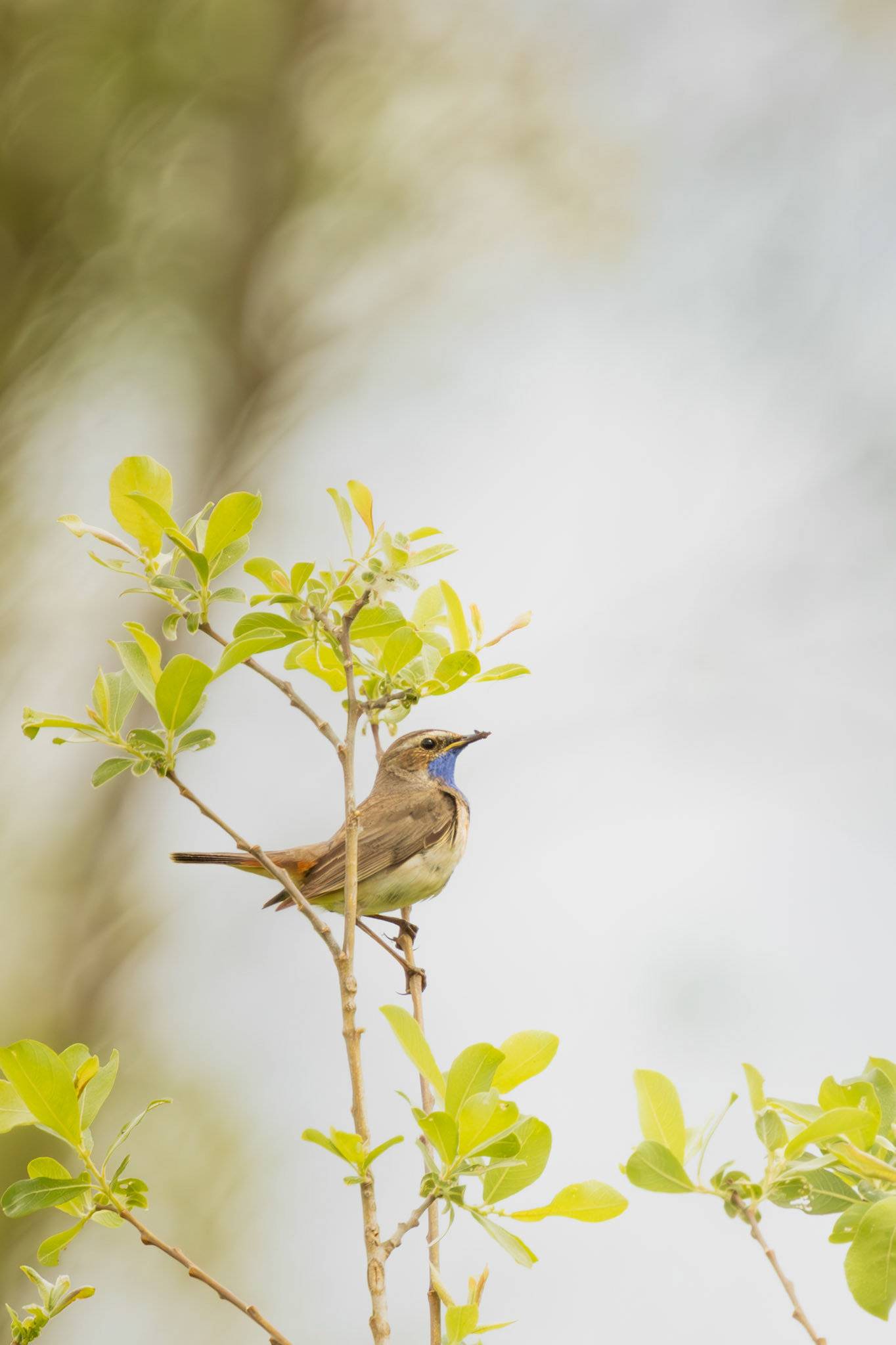 blauwborst