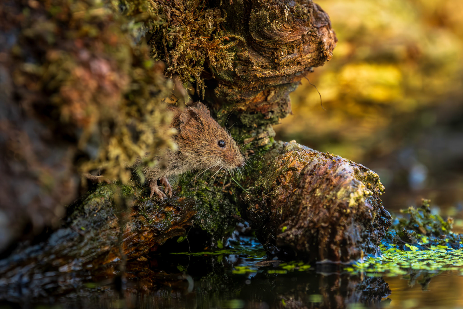 rosse woelmuis