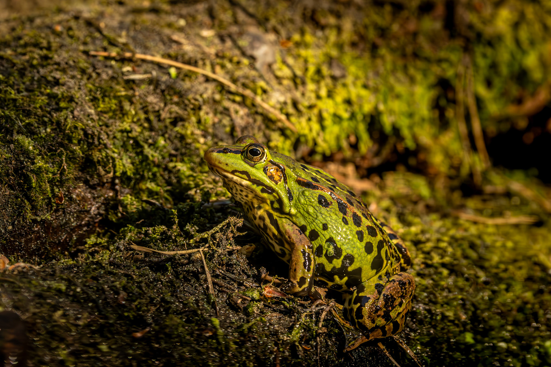 groene kikker