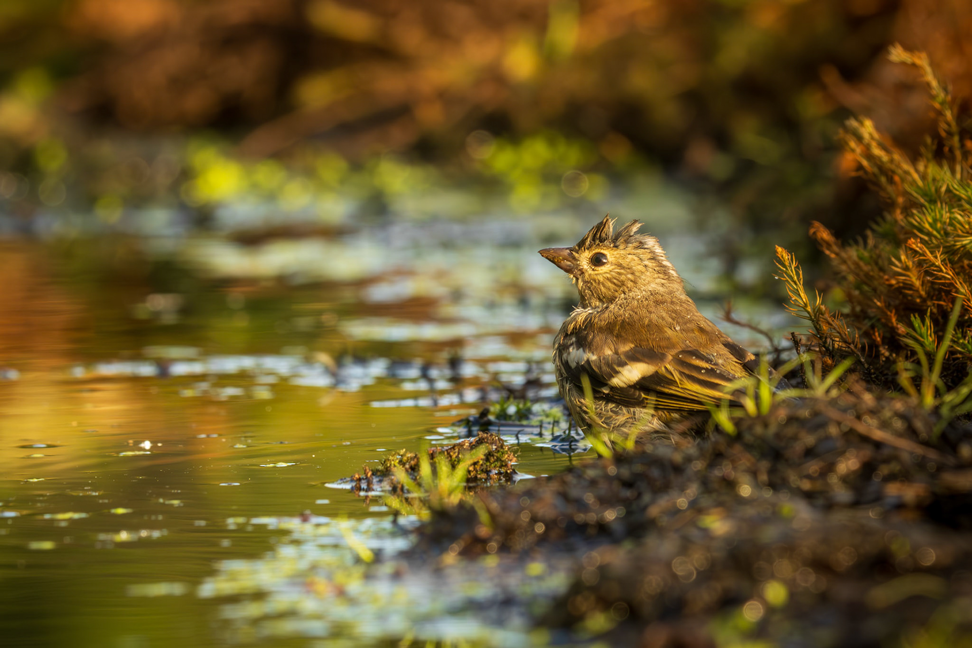 vink