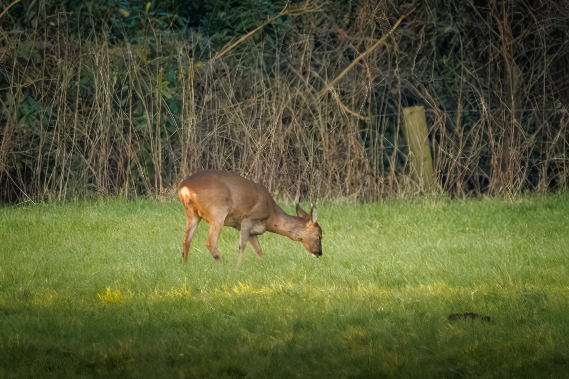 wildlifefotografie-ree