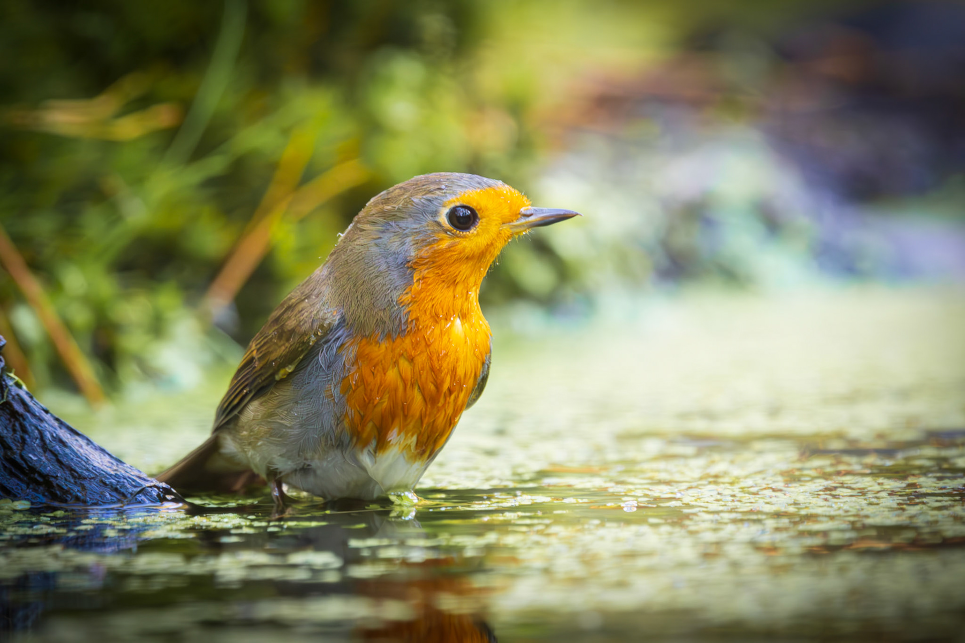 roodborst