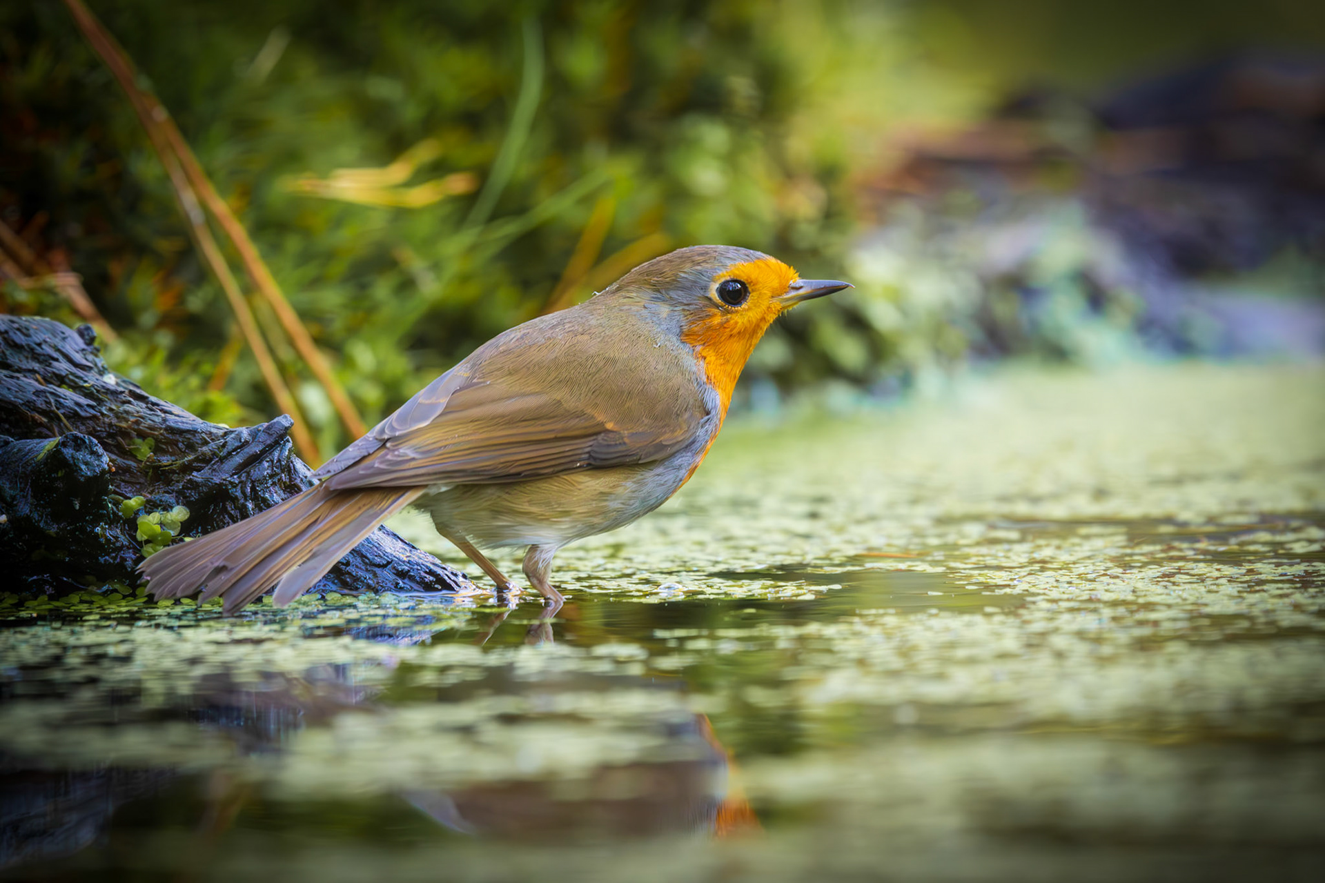 roodborst