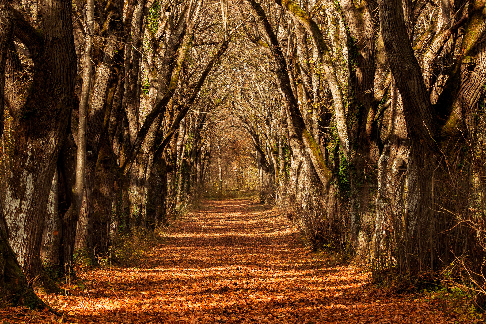 natuurfotografie-landschap-Revogne