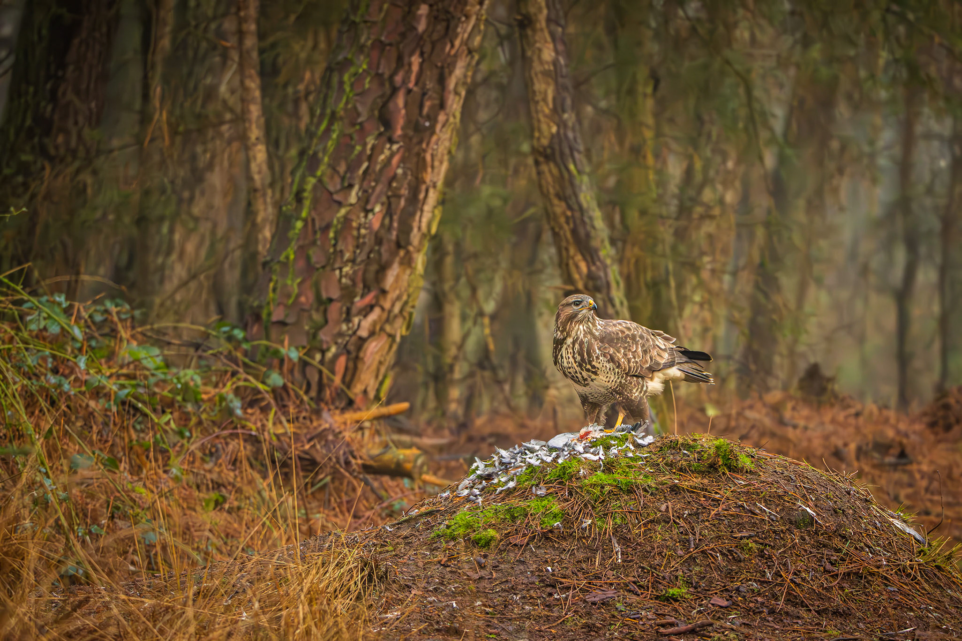 buizerd
