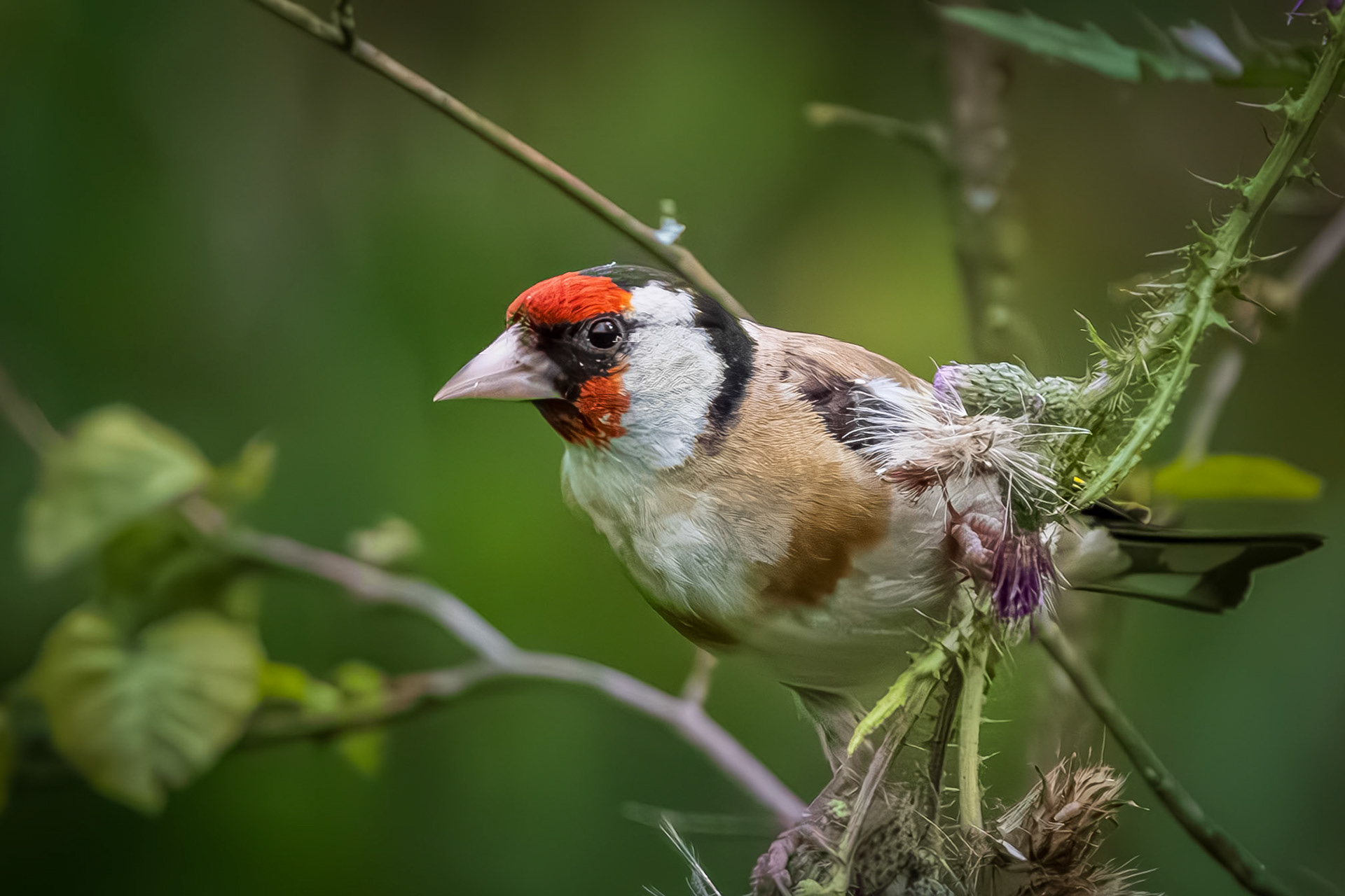 putter/distelvink