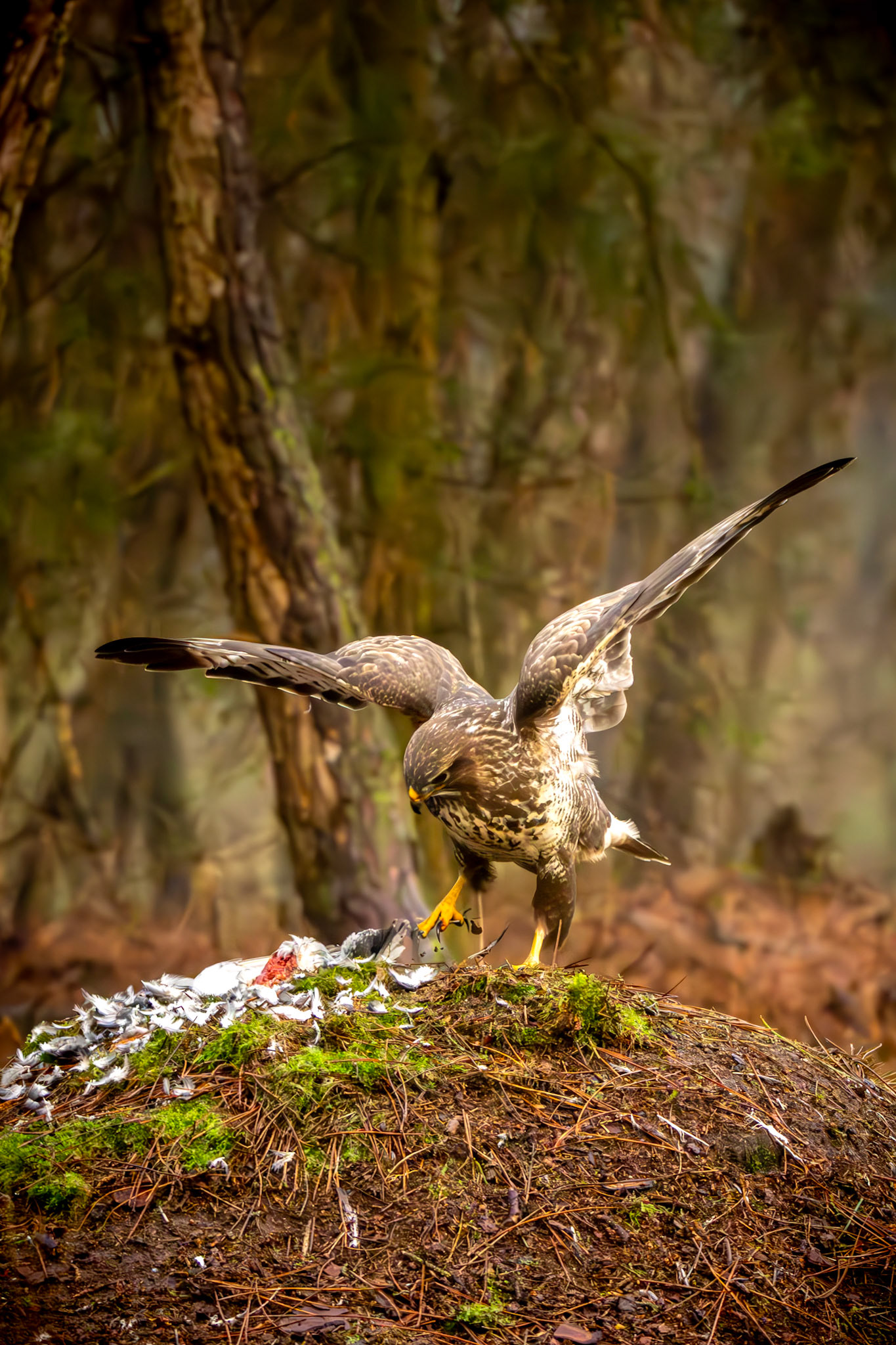 buizerd