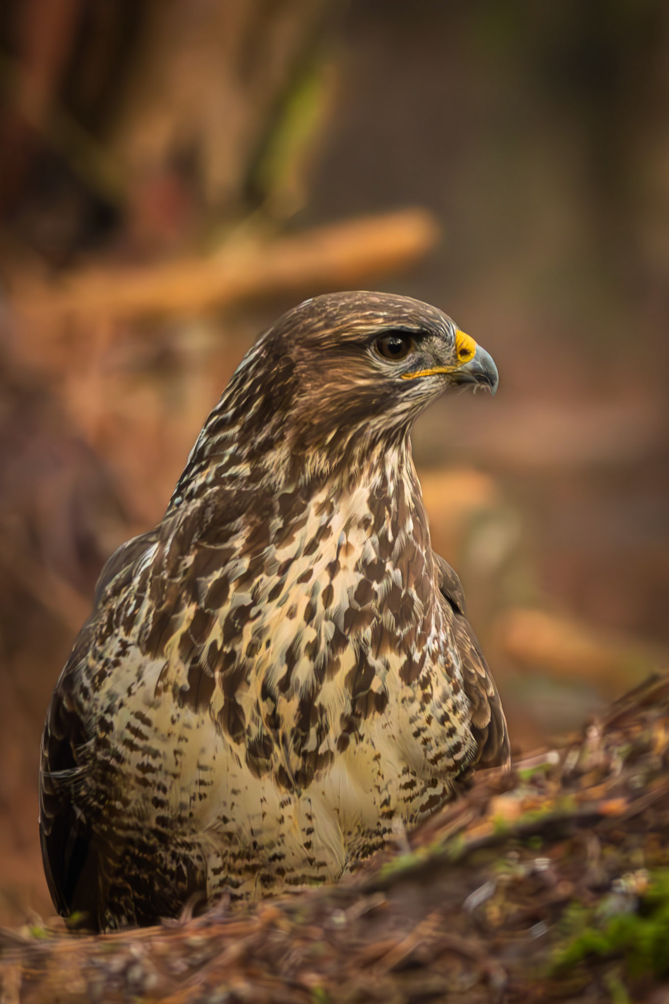 buizerd
