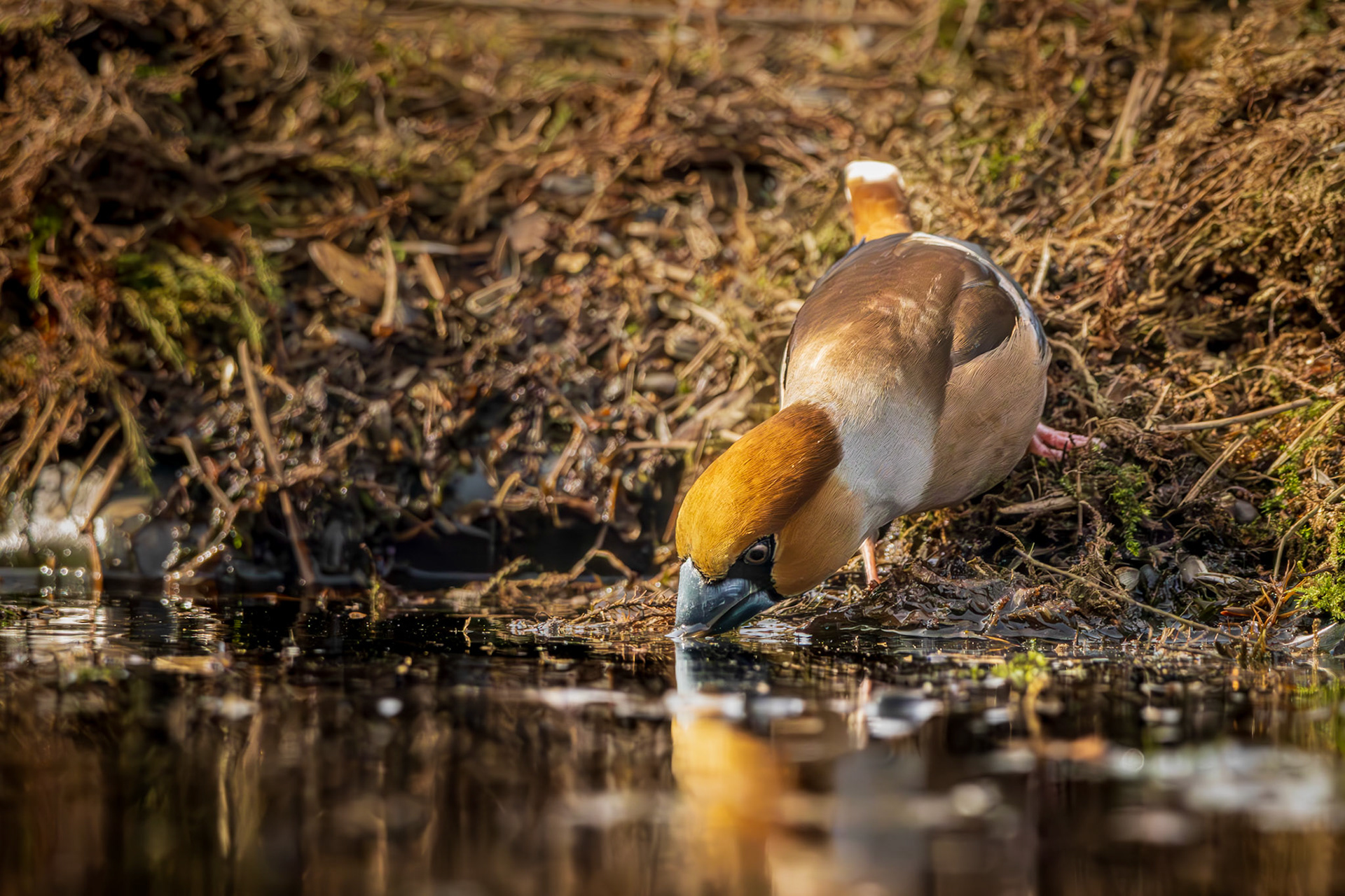 appelvink