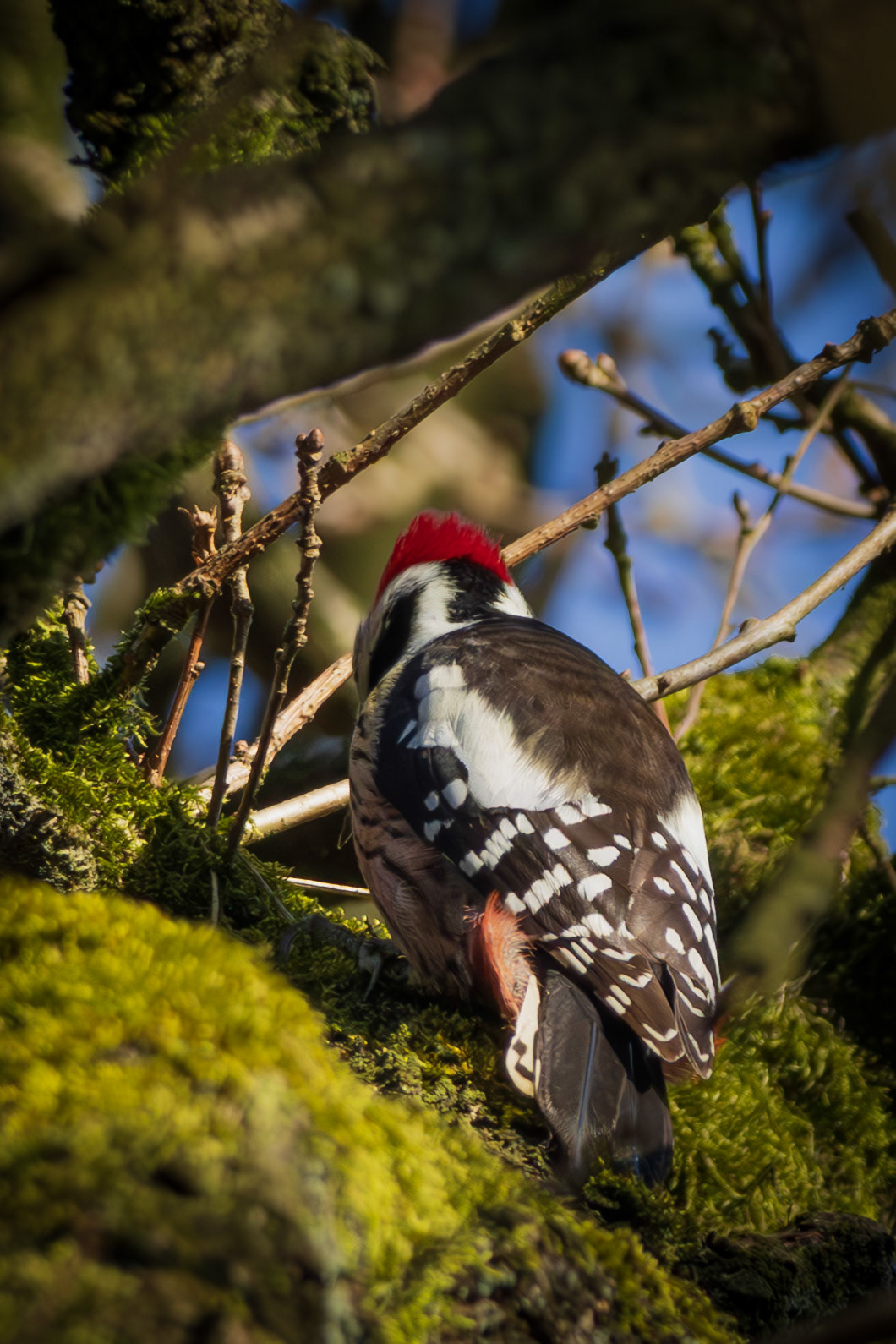 midelste bonte specht