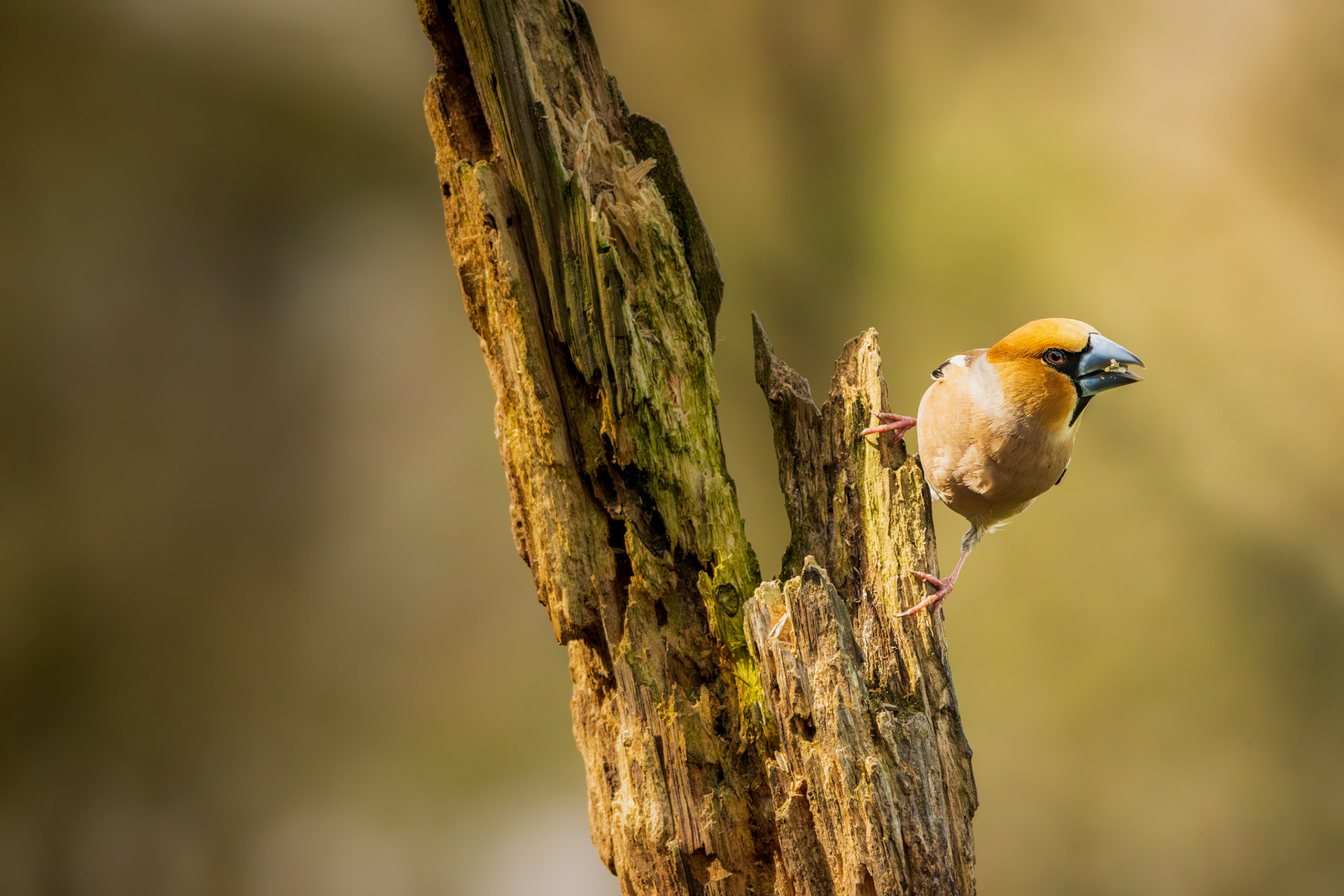 appelvink
