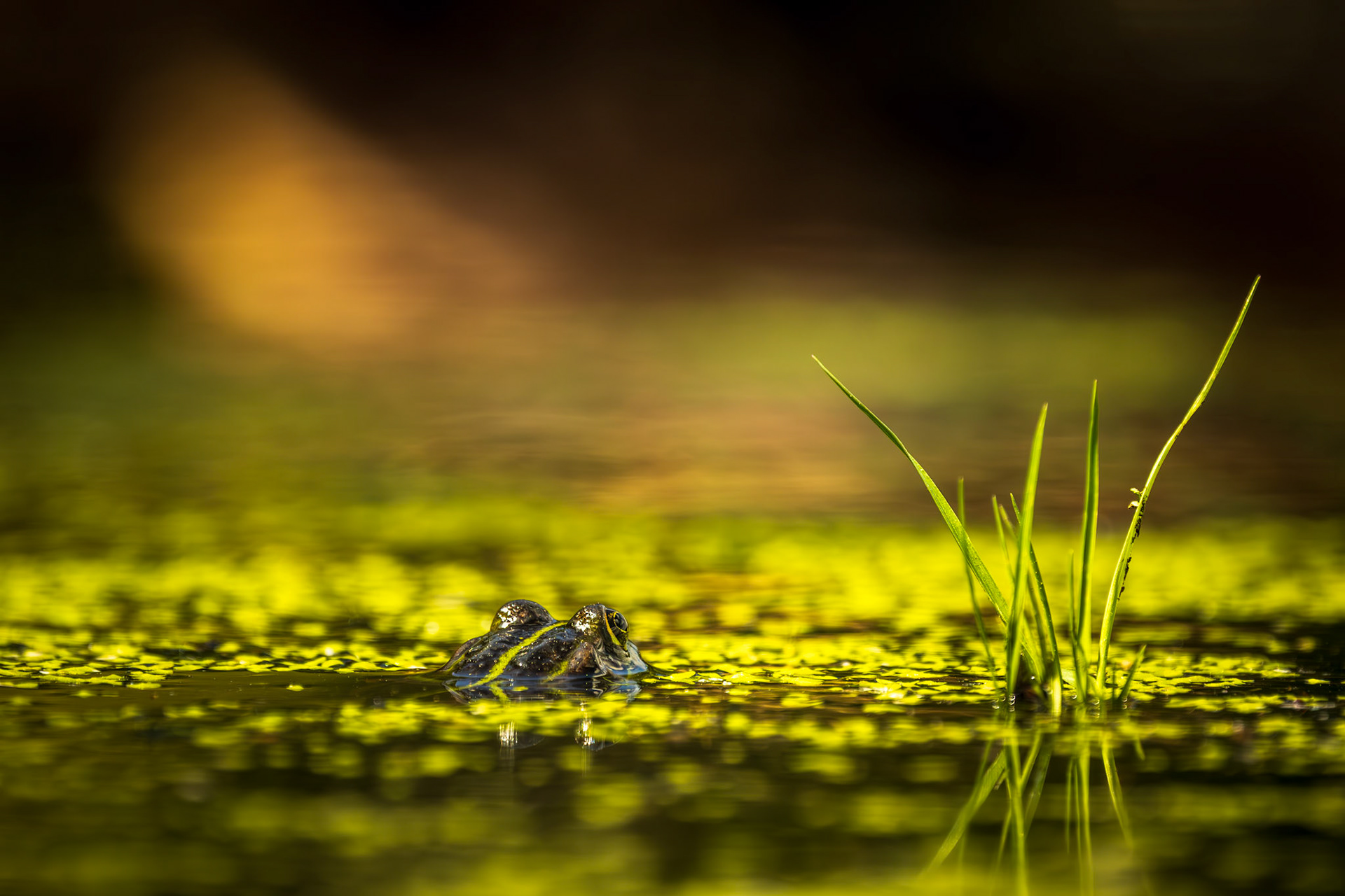 groene kikker