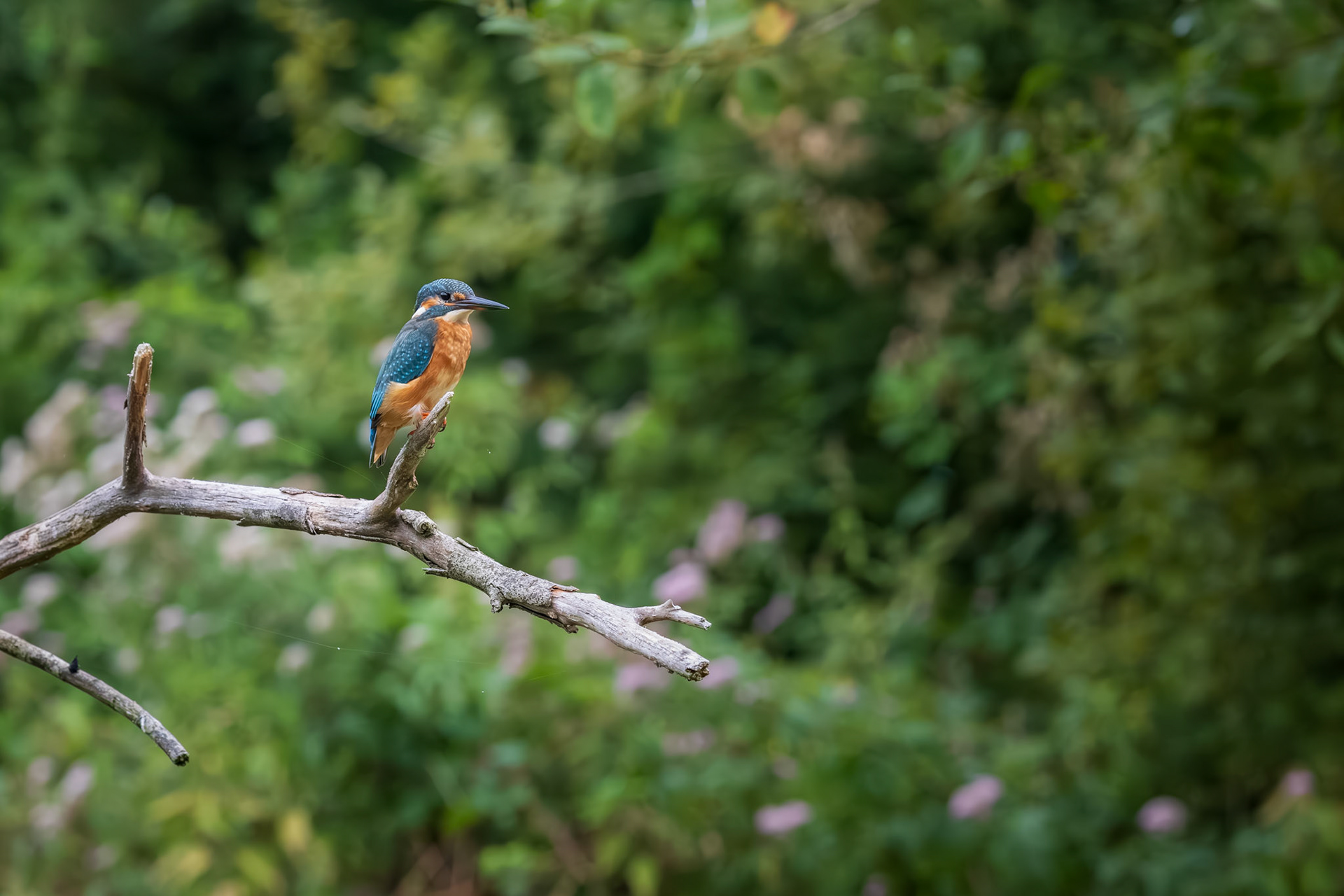 ijsvogel