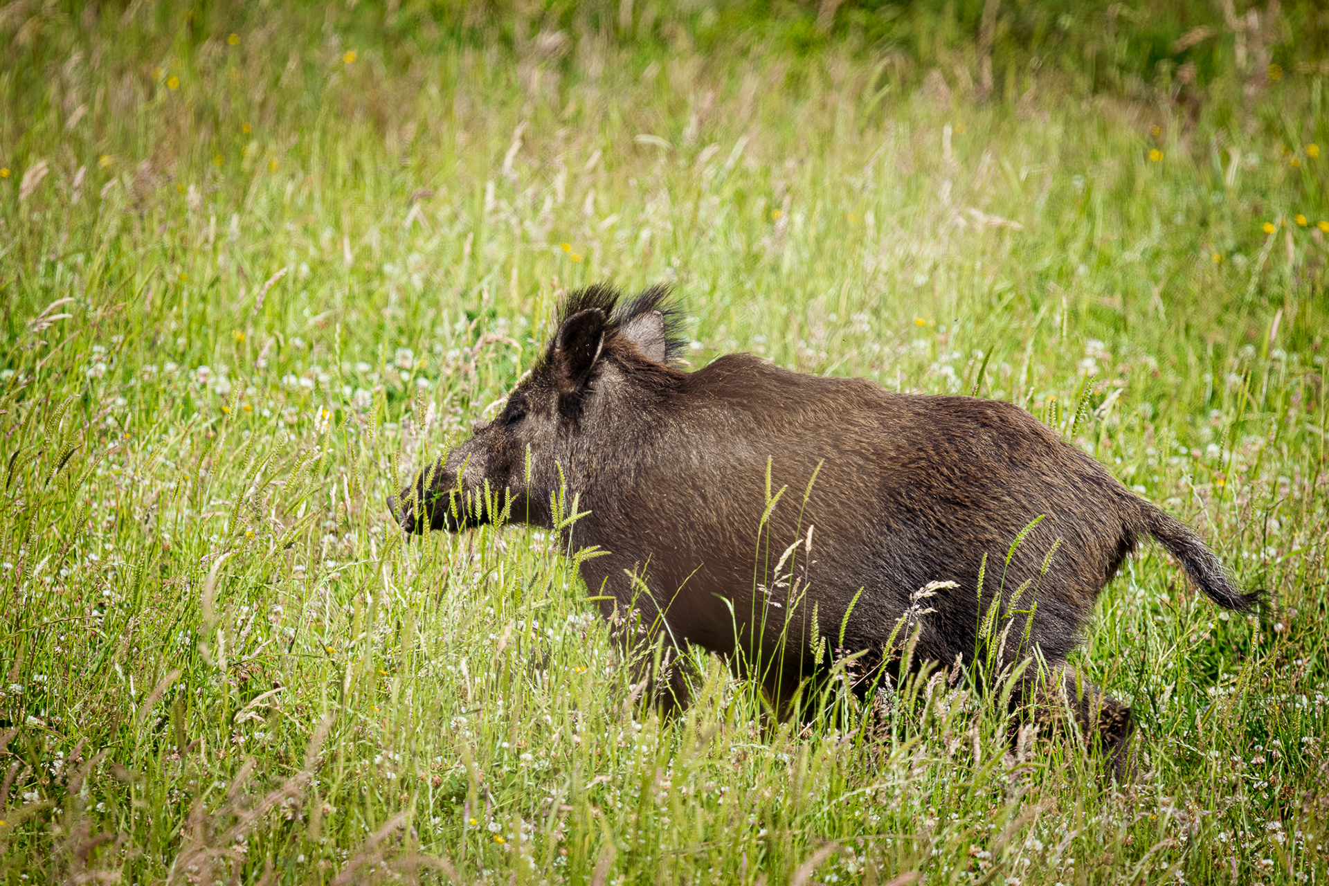 wildlifefotografie-everzwijn
