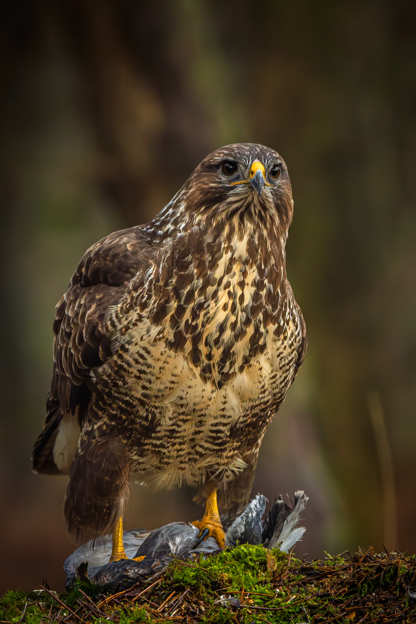 buizerd