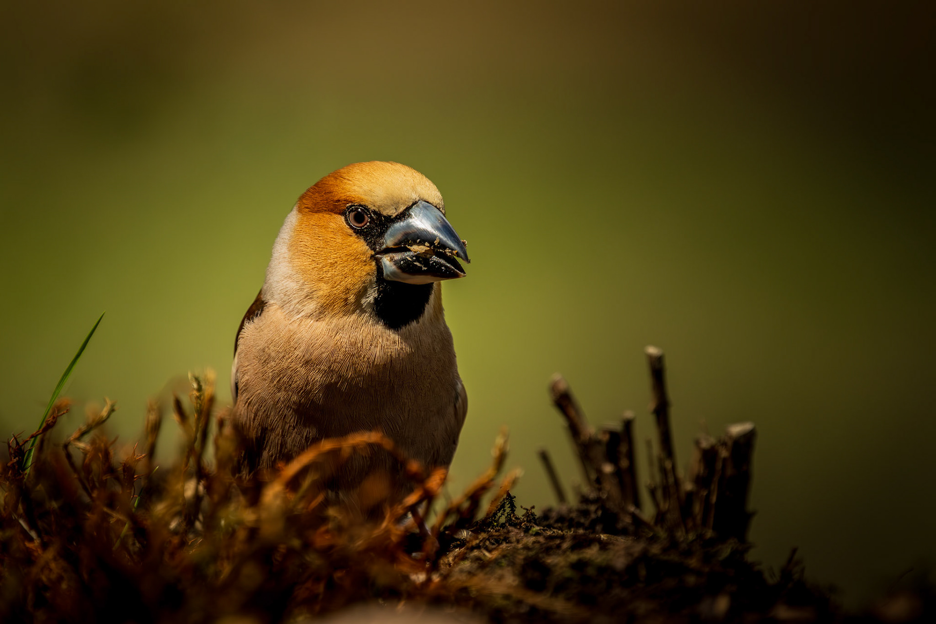 appelvink