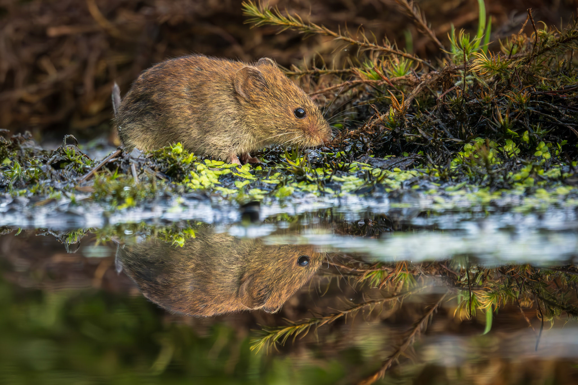 rosse woelmuis