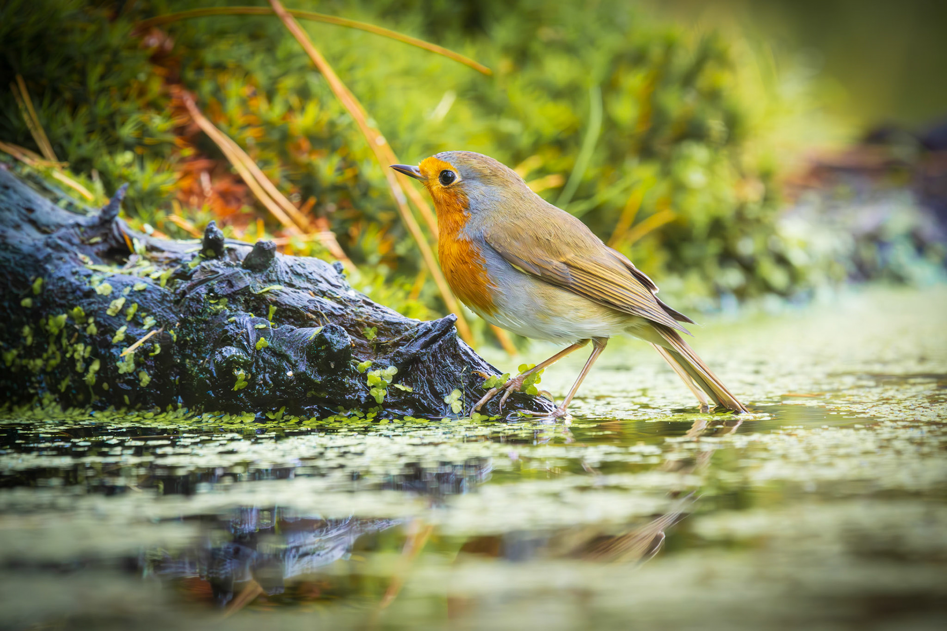 roodborst