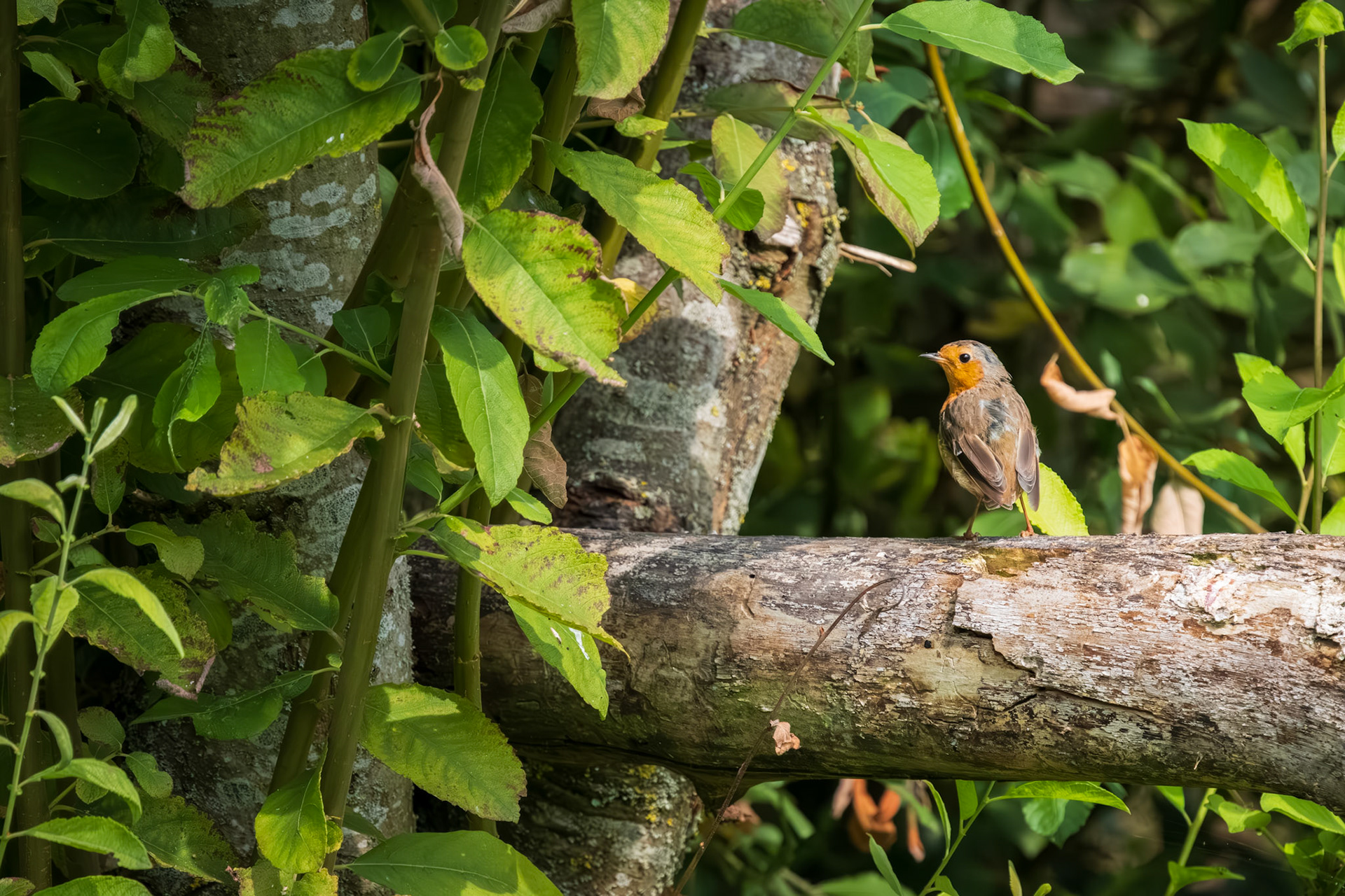 roodborst