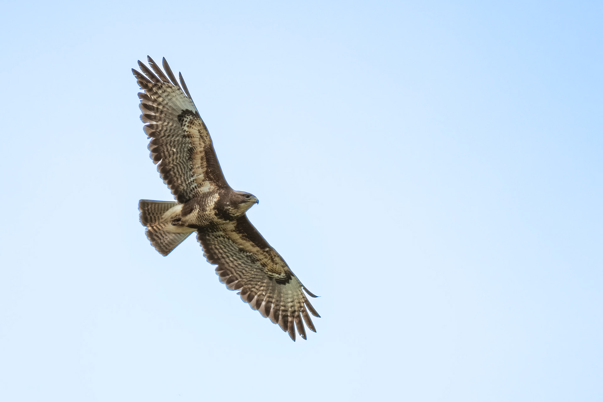 buizerd