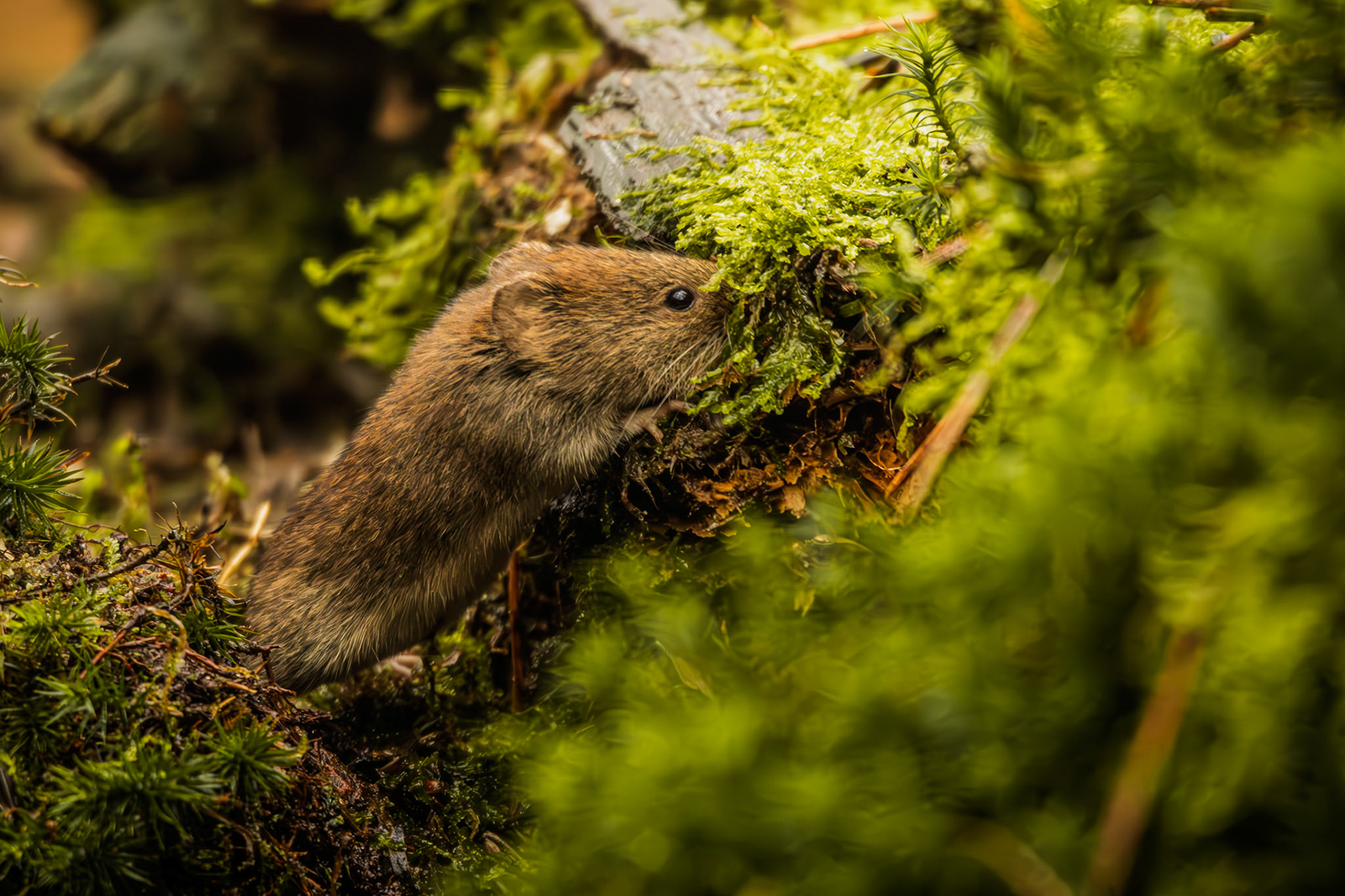 rosse woelmuis
