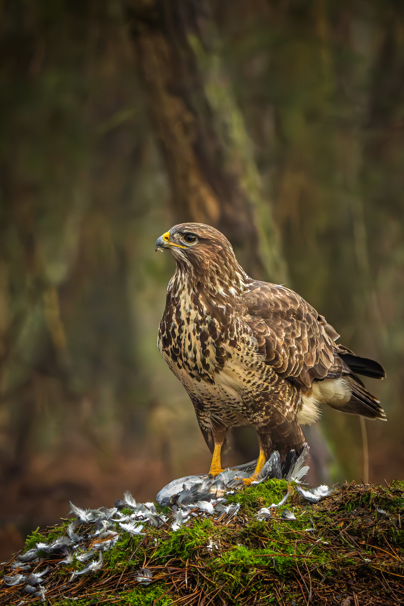 buizerd