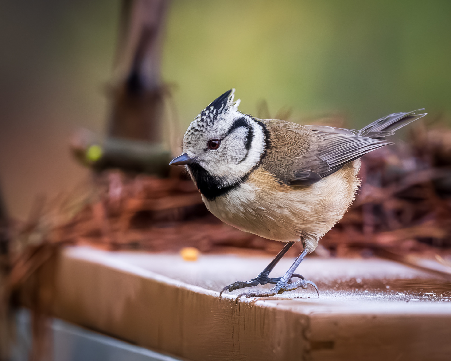 vogelfotografie-kuifmees-Lommel