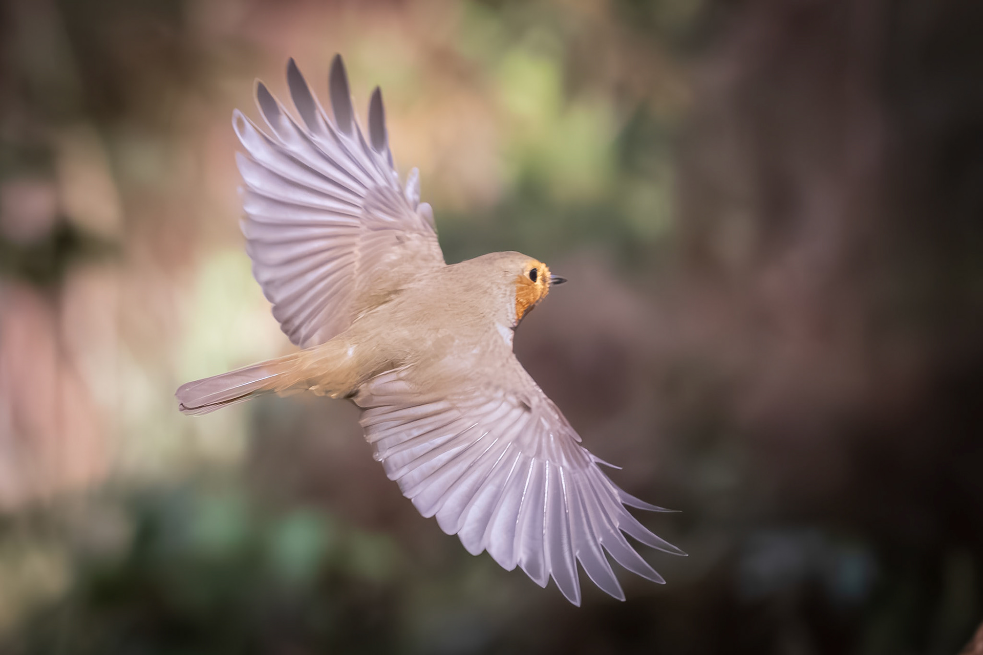 roodborst