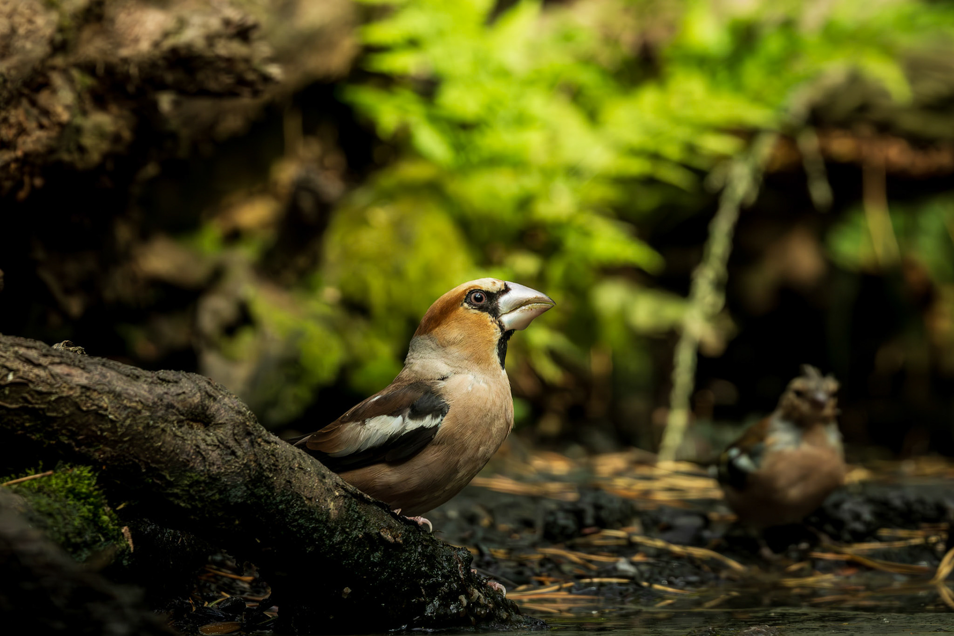 appelvink
